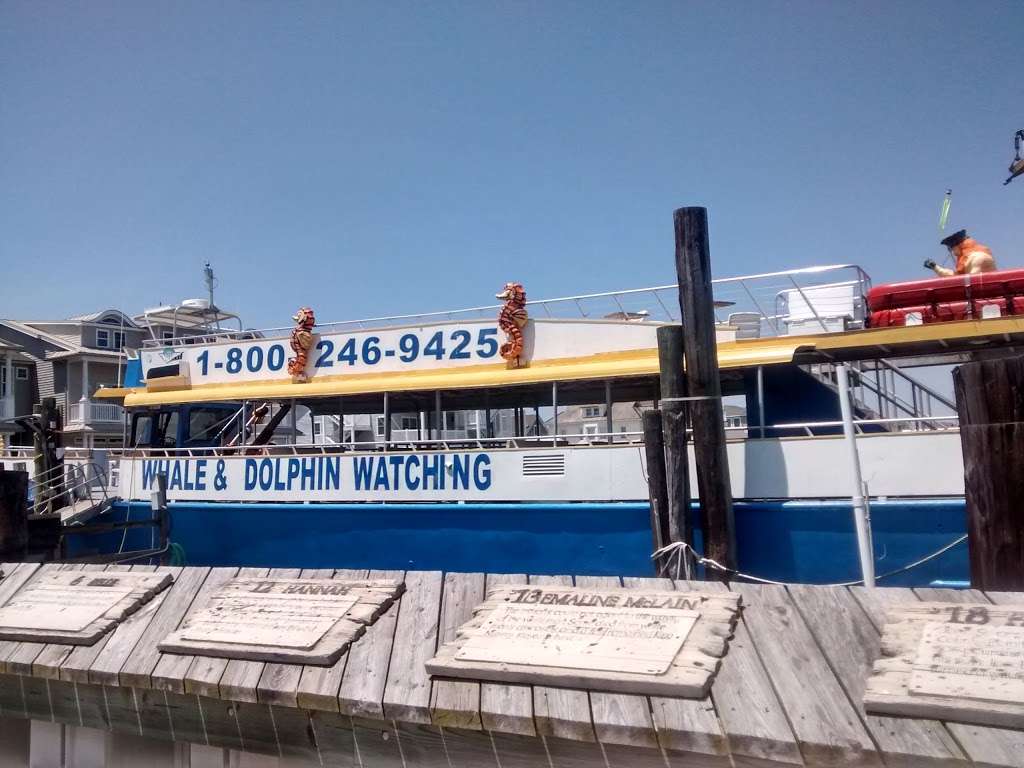 Big Blue Cruiser-Whale Watcher | 4500 Park Blvd, Wildwood, NJ 08260, USA | Phone: (609) 522-2919