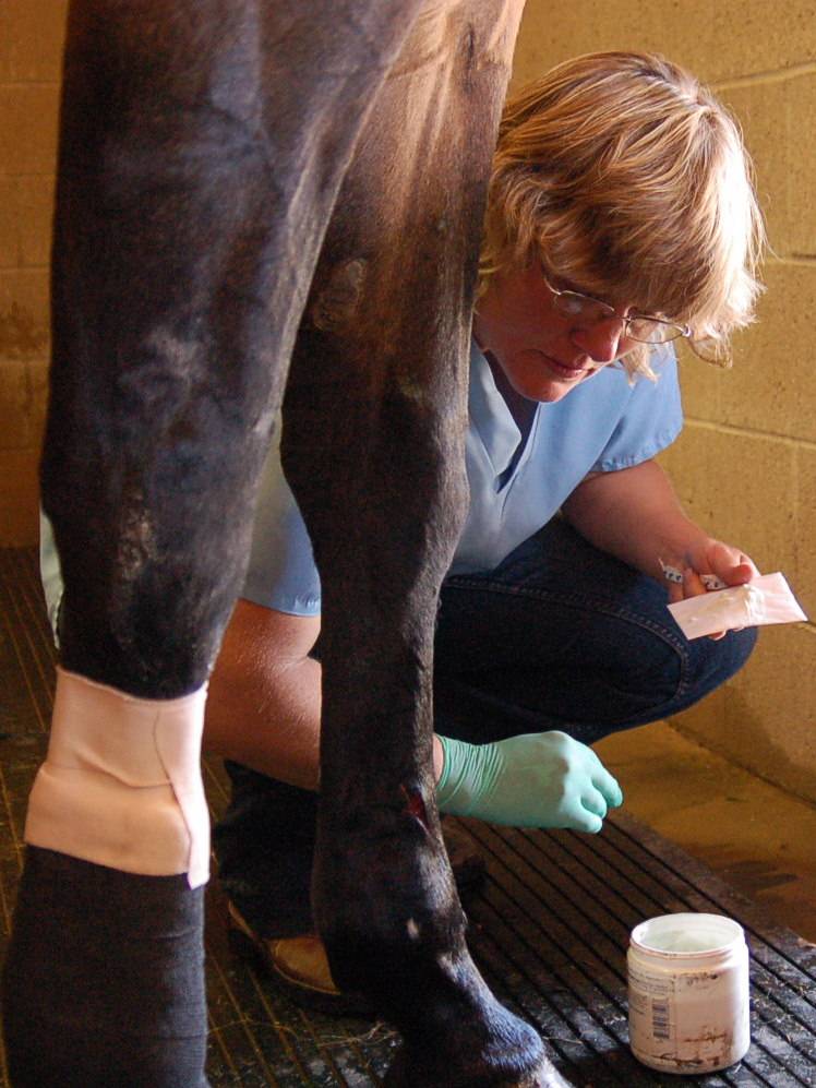 Reata Equine Veterinary Group Arizona | 9100 E Tanque Verde Rd #100, Tucson, AZ 85749, USA | Phone: (520) 749-1446