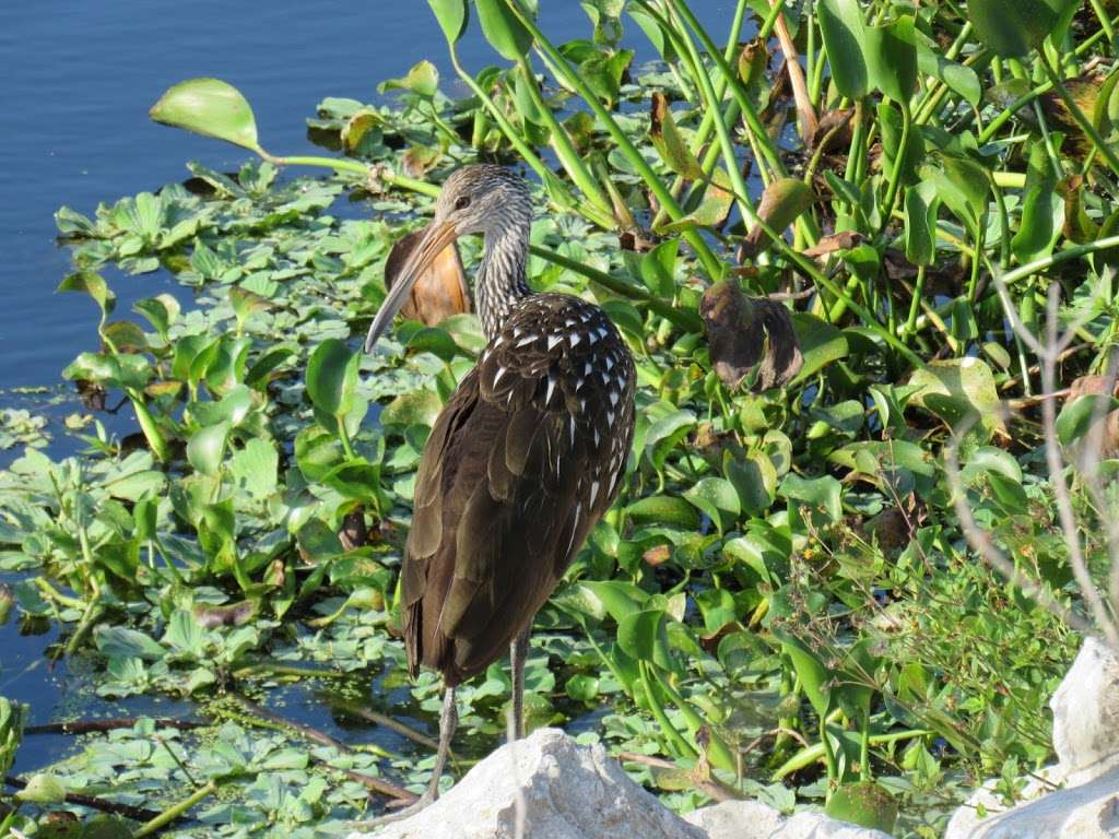 T.M. Goodwin WMA Waterfowl Management Area - StickMarsh. | Florida Bird Viewing Trail, Melbourne, FL 32904, USA