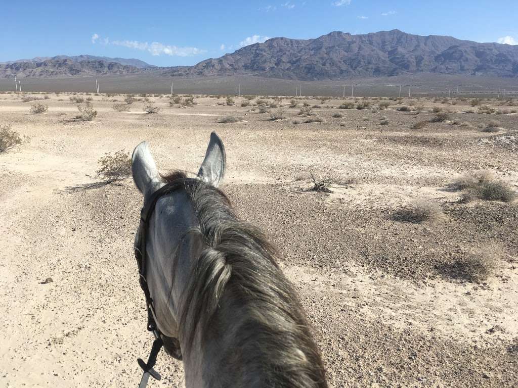 Dressage Las Vegas TPD Boarding Training | 6380 Maggie Ave, Las Vegas, NV 89131 | Phone: (702) 767-0382