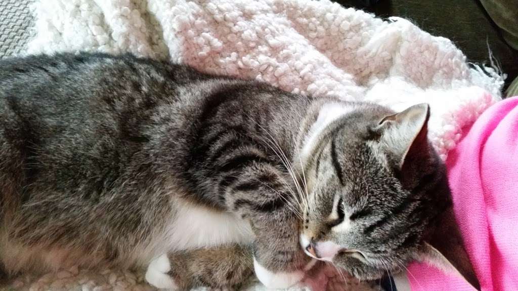 Integrative Mind Body Therapy | 7810 Pineville-Matthews Rd #7, Charlotte, NC 28226, USA | Phone: (704) 771-6251 Integrative Mind Body Therapy | 7810 Pineville-Matthews Rd #7, Charlotte, NC 28226, USA | Phone: (704) 771-6251