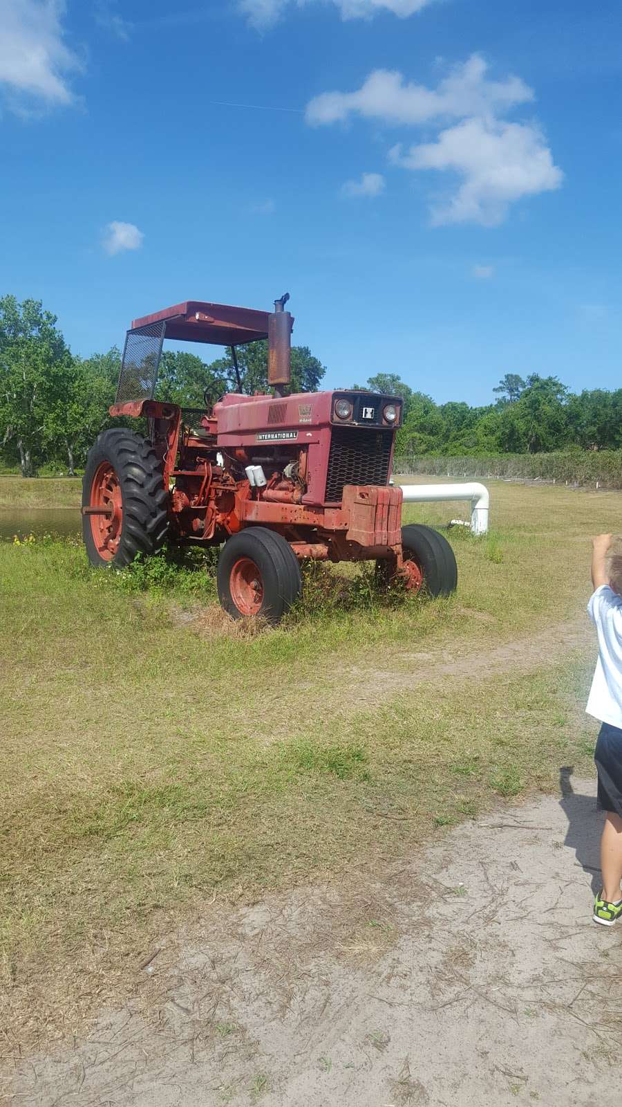 Ever After Farms U-Pick Blueberry Farm | 4400 Bouganvilla Dr, Mims, FL 32754, USA | Phone: (321) 269-9502