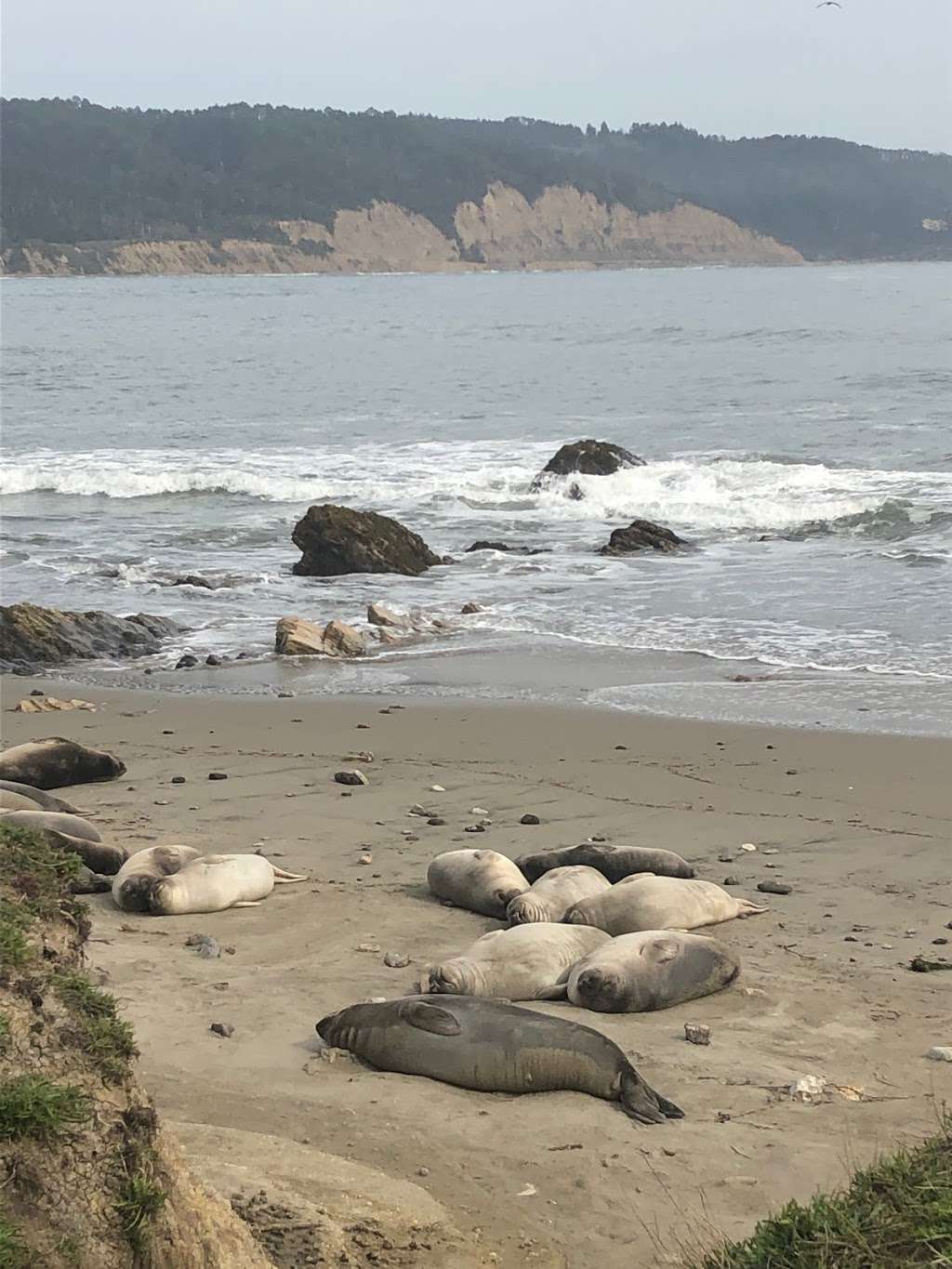 Año Nuevo State Park | California