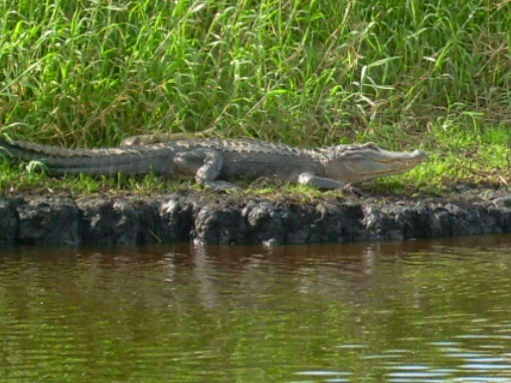 Airboat Rides at Loughman Lake | 1955 Hatbill Rd, Mims, FL 32754, USA | Phone: (321) 268-2277