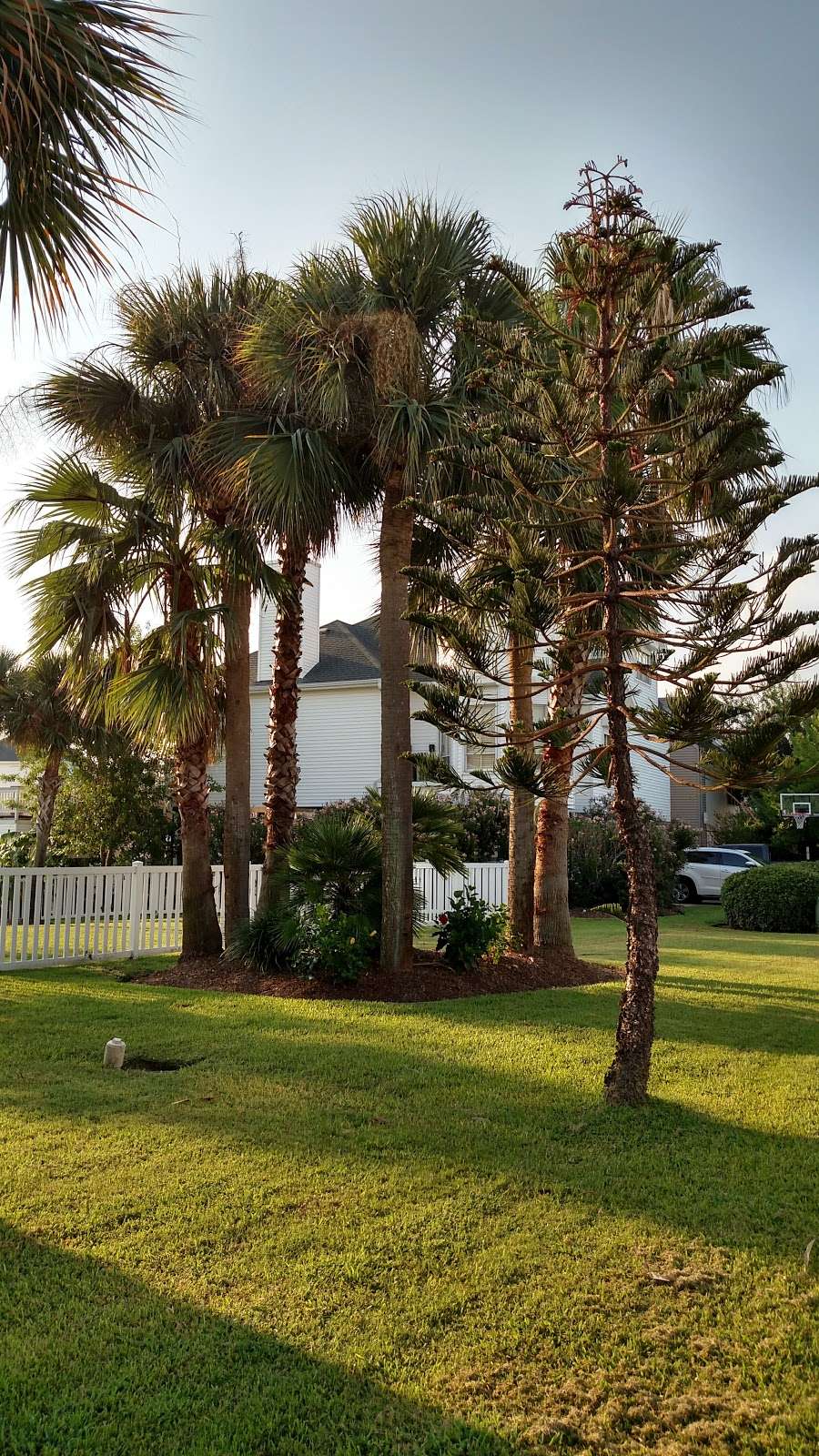 Palm Tree Paradise | 3412 Petite Cir, Galveston, TX 77554, USA | Phone: (979) 799-6970