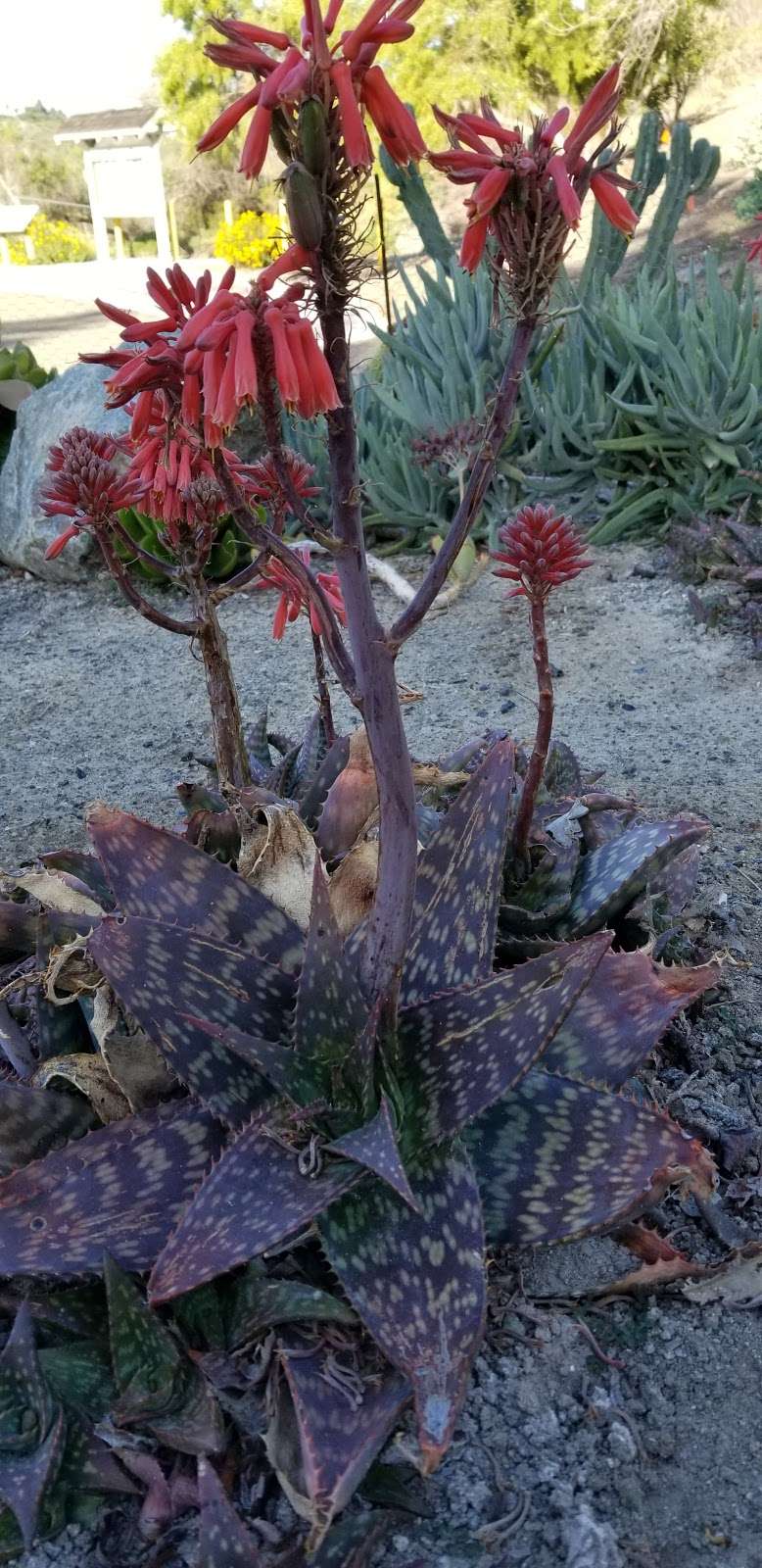 Rice Canyon Demonstration Garden | N Rancho Del Rey Pkwy, Chula Vista, CA 91910, USA