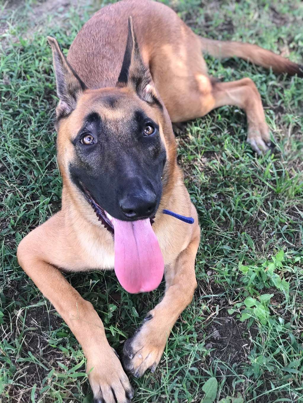 Cypress Lucky Mutt Kennel | 14427 Huffmeister Rd, Cypress, TX 77429, USA | Phone: (832) 653-2391