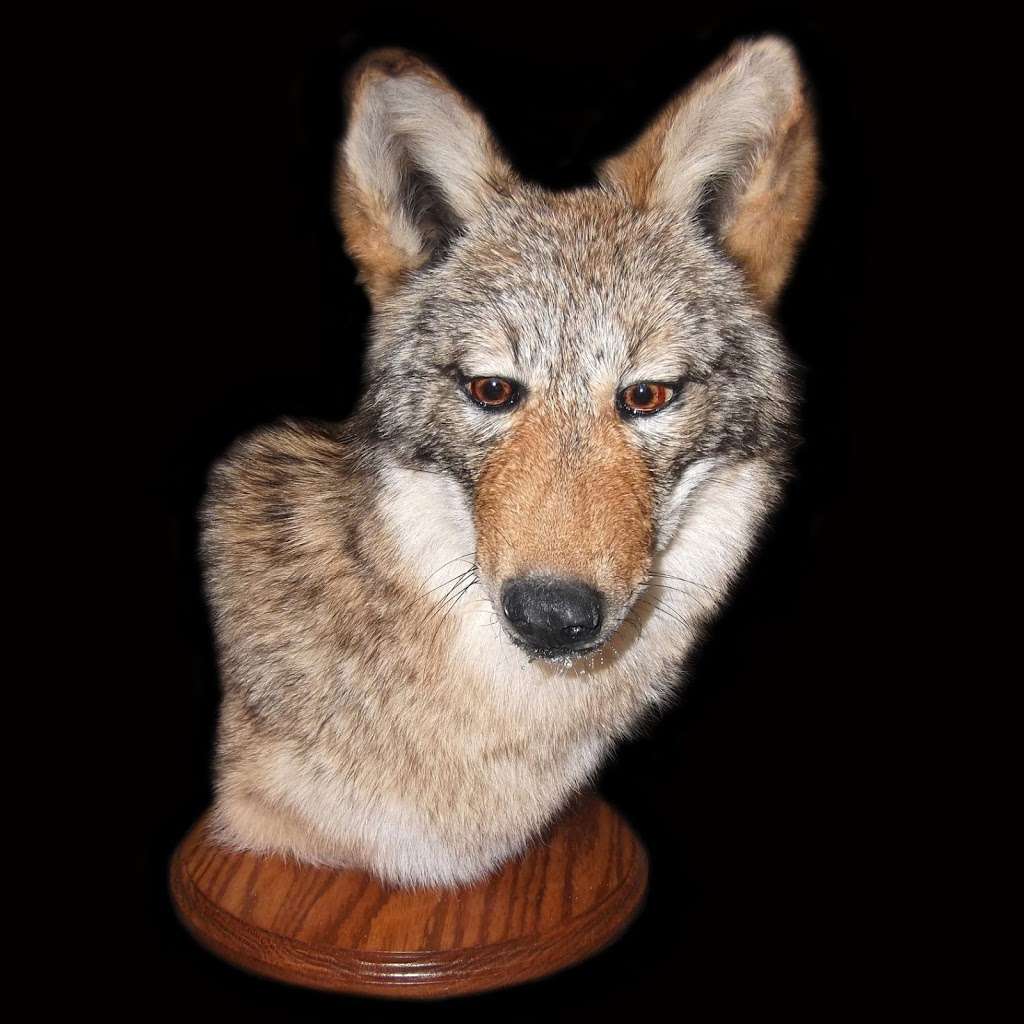 East Coast Taxidermy Institute | 1505 Bell Rd, Wapwallopen, PA 18660, USA | Phone: (570) 379-3157