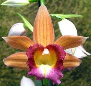 E.F.G. Orchids inc. | 4265 Marsh Rd, DeLand, FL 32724, USA | Phone: (386) 738-8600