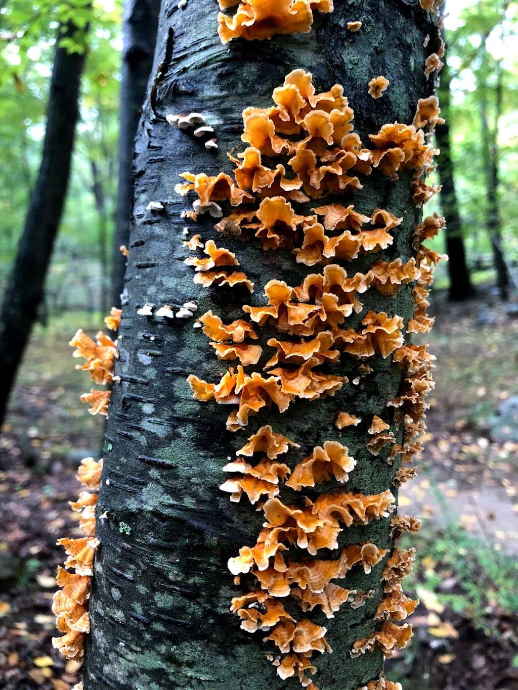 Big Hill & Jackie Jones Mountain trail | Stony Point, NY 10980, USA