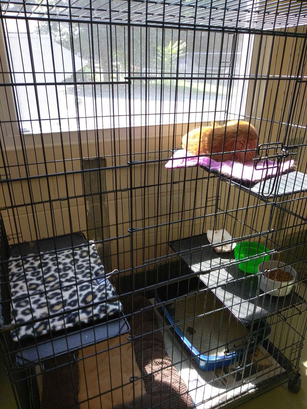 Prince William County Animal Shelter | 14807 Bristow Rd, Manassas, VA 20112, USA | Phone: (703) 792-6465