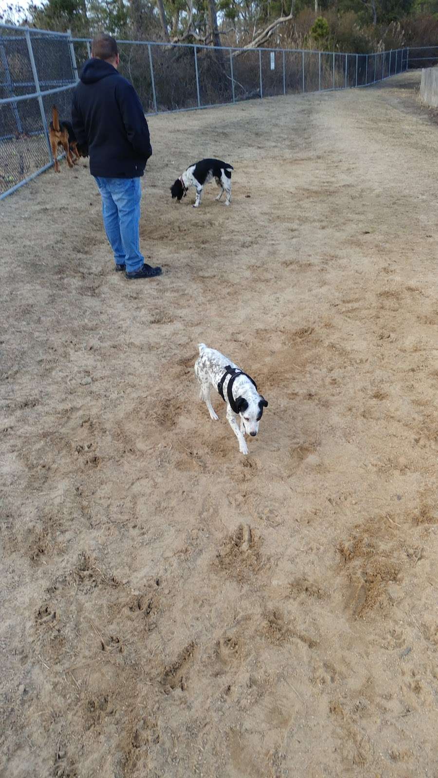 Dog Playground | 502 94th St, Ocean City, MD 21842, USA | Phone: (410) 250-0125