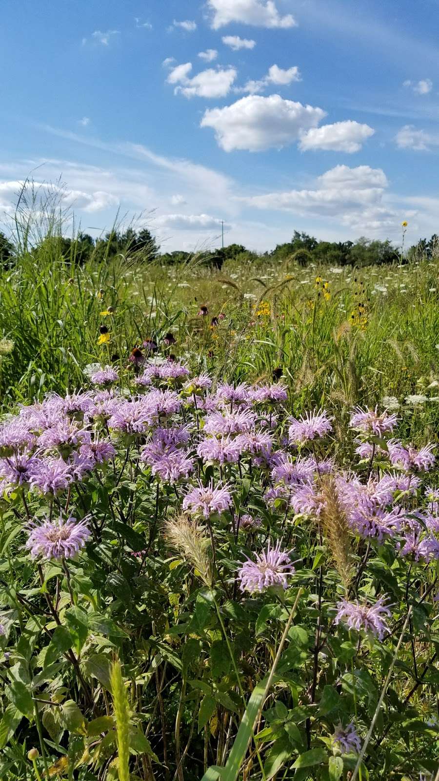 Boone Creek Conservation Area | 916 N Cold Springs Rd, Bull Valley, IL 60098, USA | Phone: (815) 338-6223