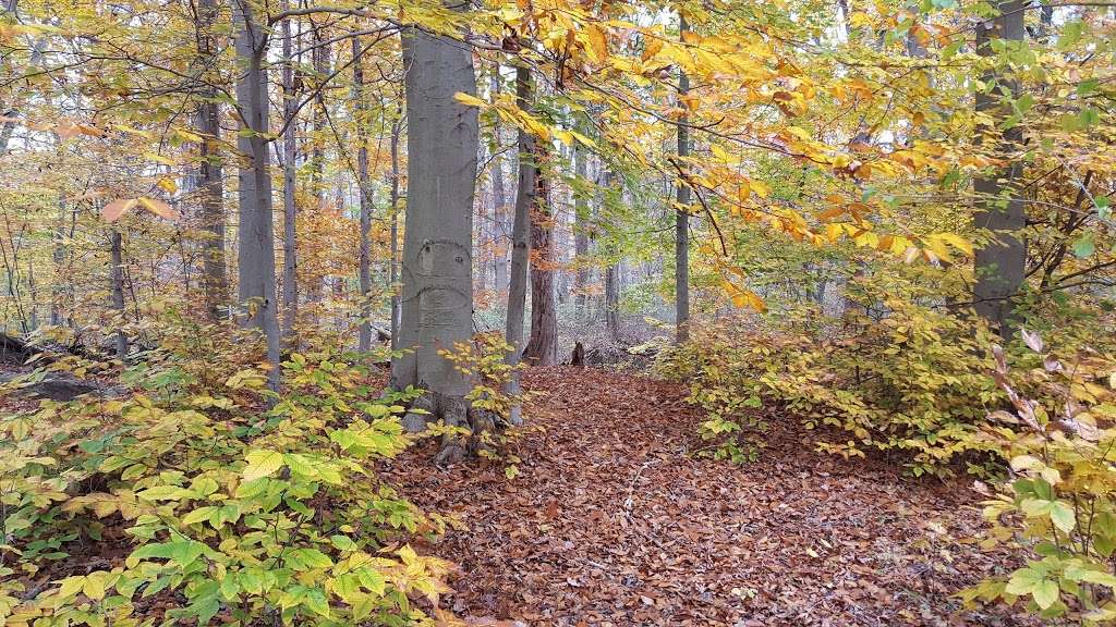 Omick Woods Hiking Trail | 156-168 Rocktown Rd, Ringoes, NJ 08551, USA