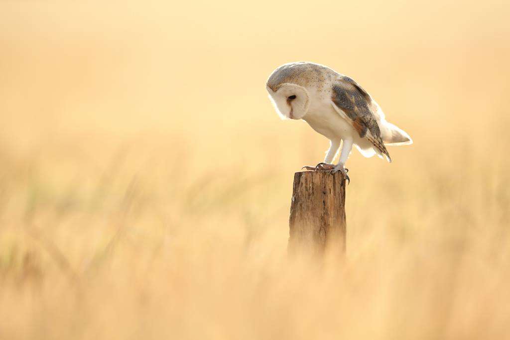 Imperial bird of prey academy | Barleylands Farm park, Barleylands Rd, Billericay CM11 2UD, UK | Phone: 01268 520176