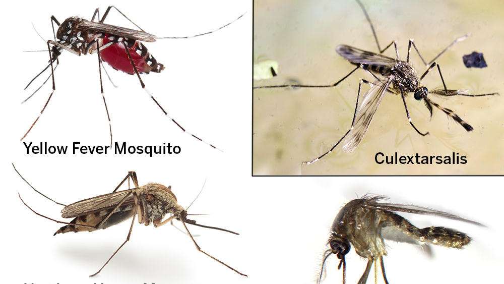 Arizona mosquito minus service | 2541 W State Ave #1, Phoenix, AZ 85051, USA | Phone: (623) 299-2727
