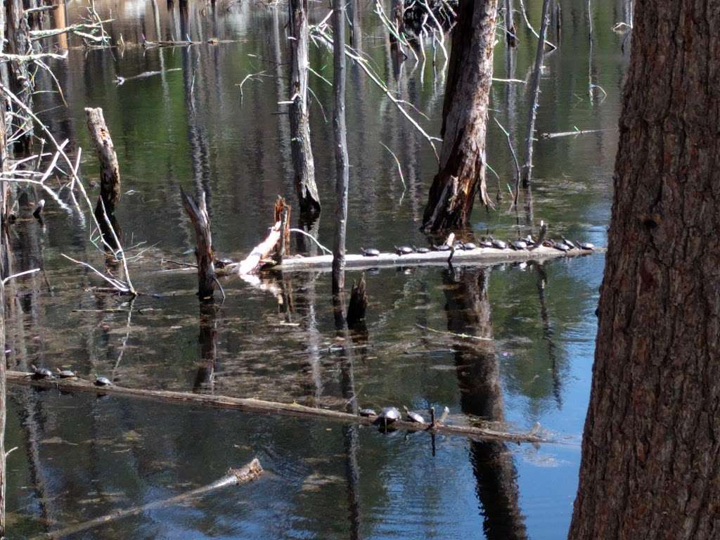 Mass Audubons Rocky Hill Wildlife Sanctuary | Cardinal Lane, Groton, MA 01450, USA | Phone: (978) 464-2712