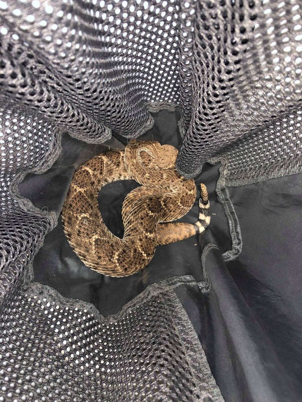 Arizona Snake Removal | 4349 W Shangri-la Rd, Glendale, AZ 85304, USA | Phone: (914) 441-0065