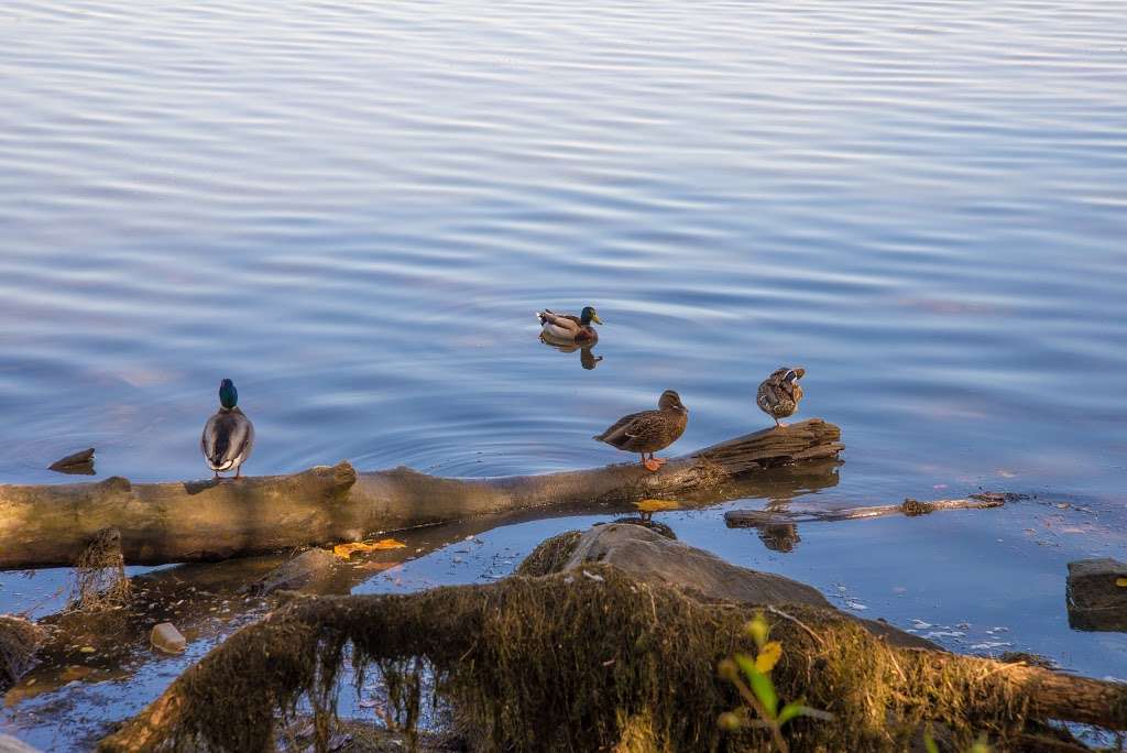 Dyke Marsh Wildlife Preserve | Alexandria, VA 22307 | Phone: (703) 235-1530