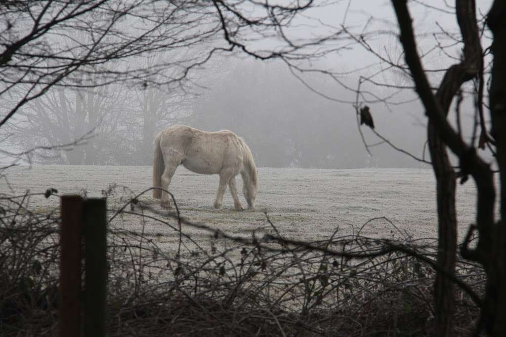 Hoddesdon Woods | Broxbourne District, Hoddesdon EN11 8SL, UK