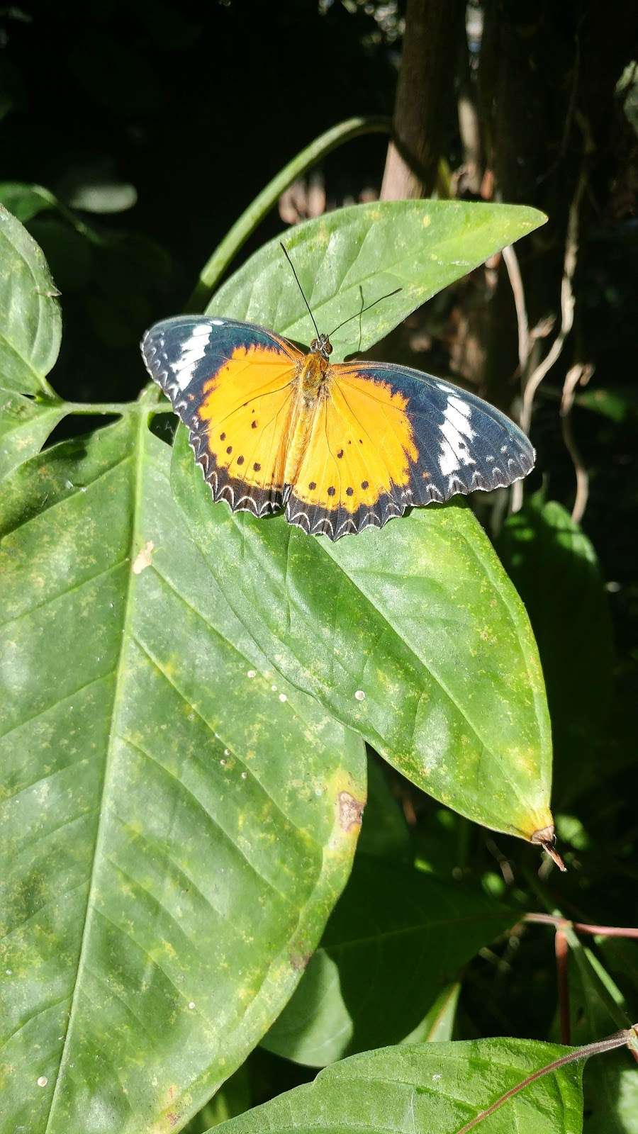 Butterfly Habitat | 1001 Fairgrounds Dr, Vallejo, CA 94589, USA | Phone: (707) 644-4000