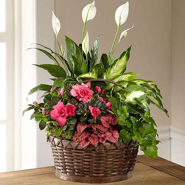 Norton Florist | 229 Mansfield Ave, Norton, MA 02766, USA | Phone: (508) 622-5900