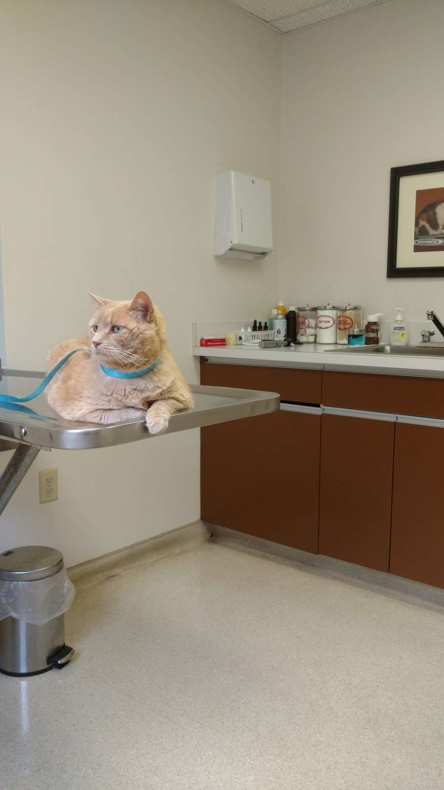 Leader Heights Animal Hospital | 199 Leader Heights, York, PA 17402, USA | Phone: (717) 741-4618