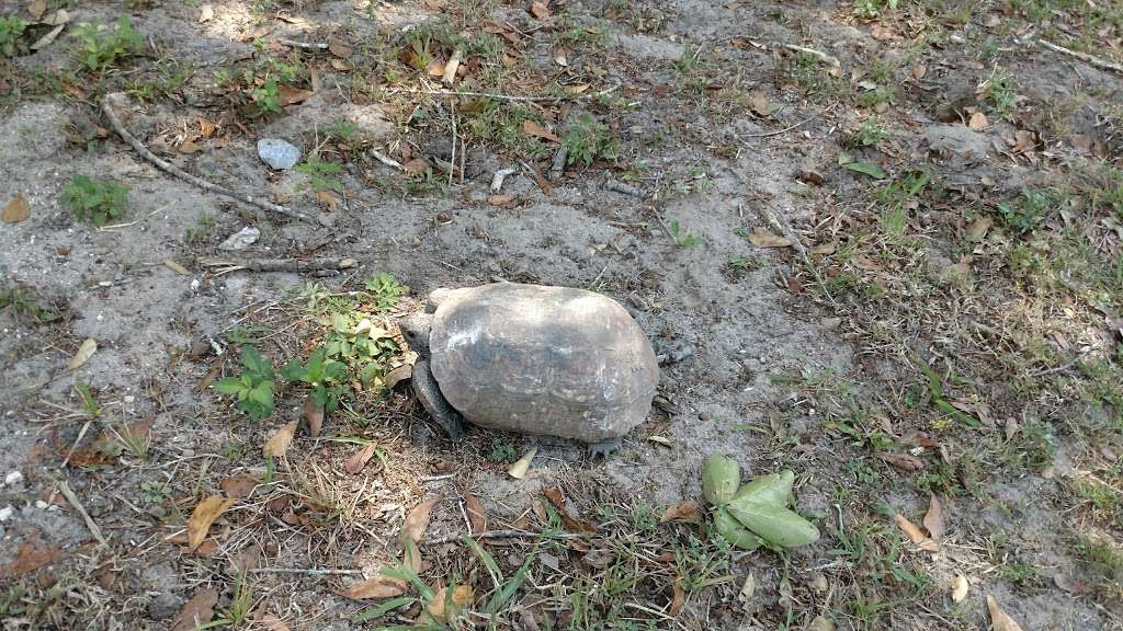 Van Fleet Trail - Bay Lake Trailhead | Van Fleet Trail, Groveland, FL 34736, USA