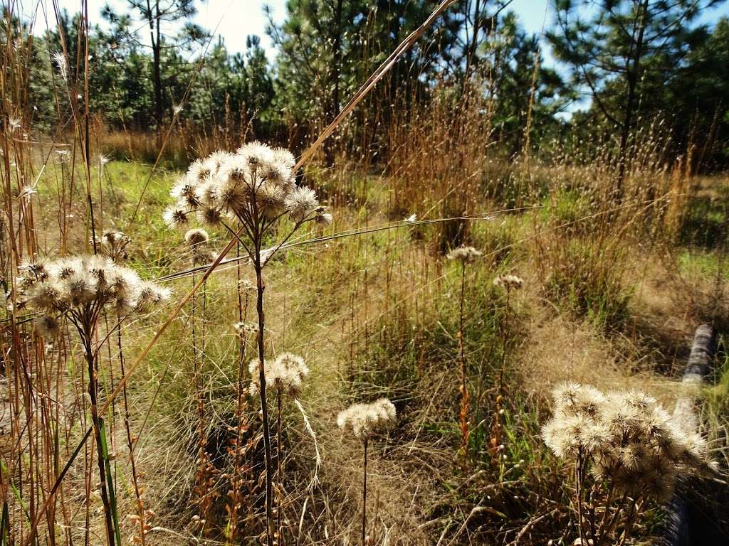 Flat Island Preserve | 2388 Owens Rd, Leesburg, FL 34748, USA | Phone: (352) 343-3777