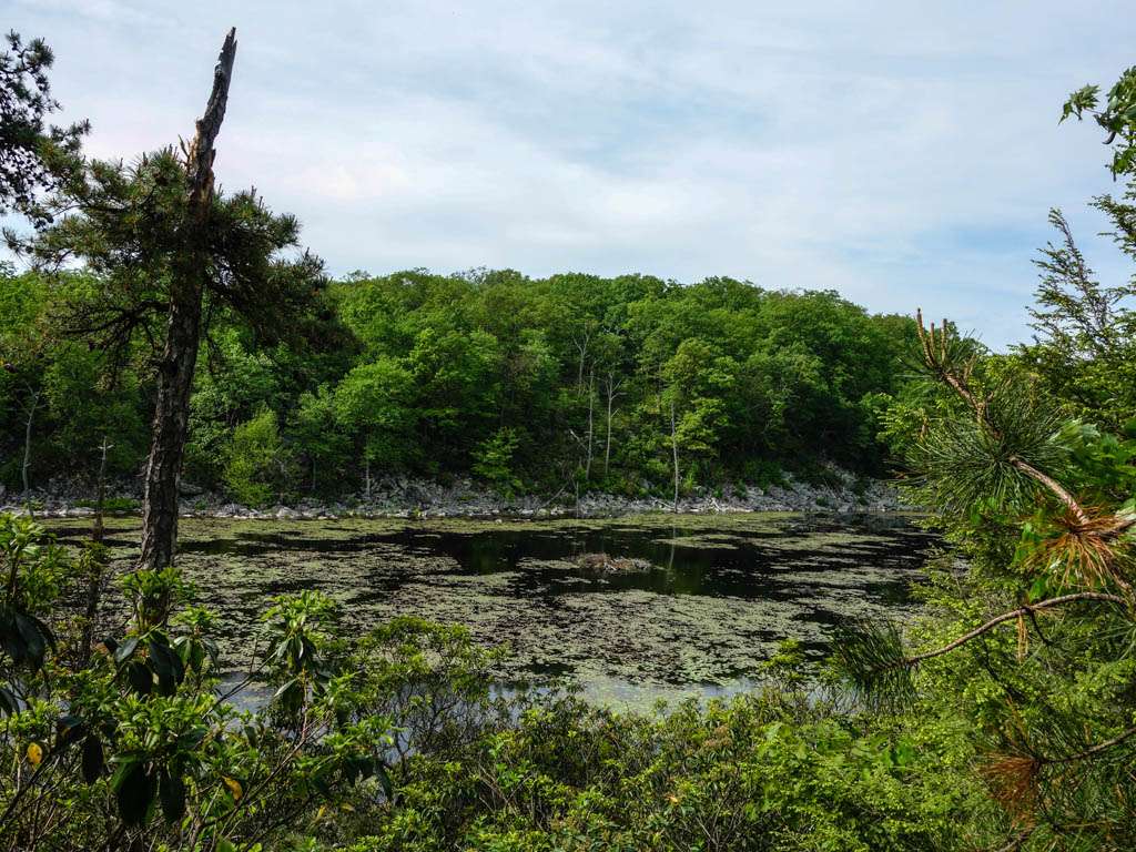 Beaver Pond | Appalachian Trail, Newton, NJ 07860