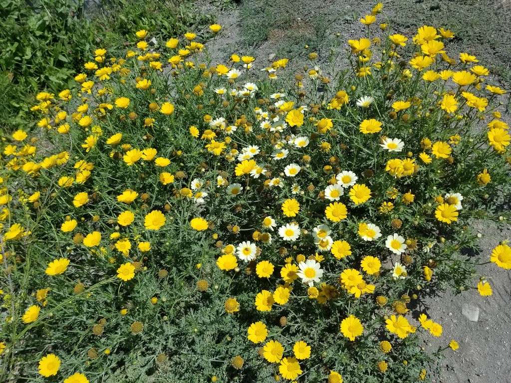 Filiorum Reserve | 916 Silver Spur Rd, Rolling Hills Estates, CA 90274, USA | Phone: (310) 541-7613