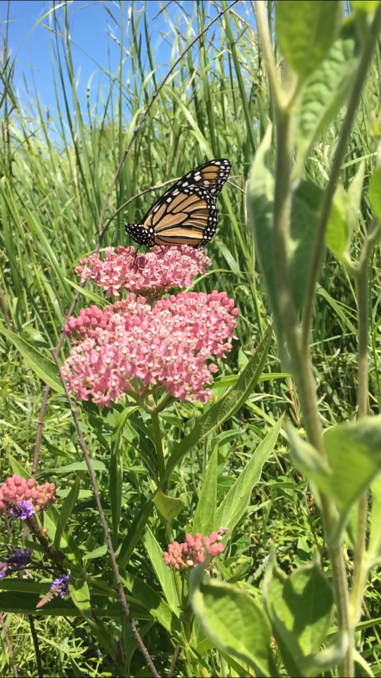 Hoppe Heritage Farm Preserve | 31966 Pleasant Hill Rd, Kingston, IL 60145, USA