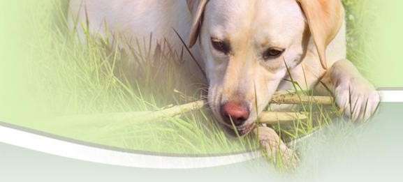 Wild Kingdom Pet Supplies | 3311 FM 518 East, Suite 100, League City, TX 77573, USA | Phone: (281) 957-9170