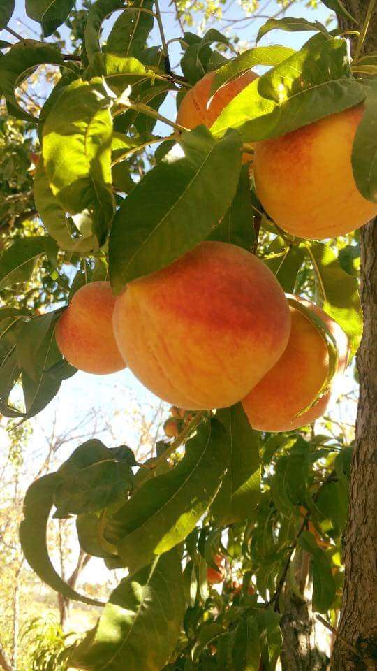 McDonald Peach Farm | Apple Valley, CA 92307 | Phone: (562) 234-3875