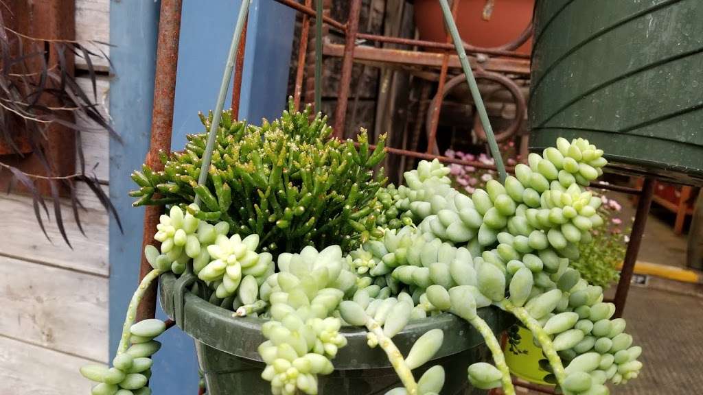 Mountain Feed & Farm Supply | 9550 CA-9, Ben Lomond, CA 95005, USA | Phone: (831) 336-8876