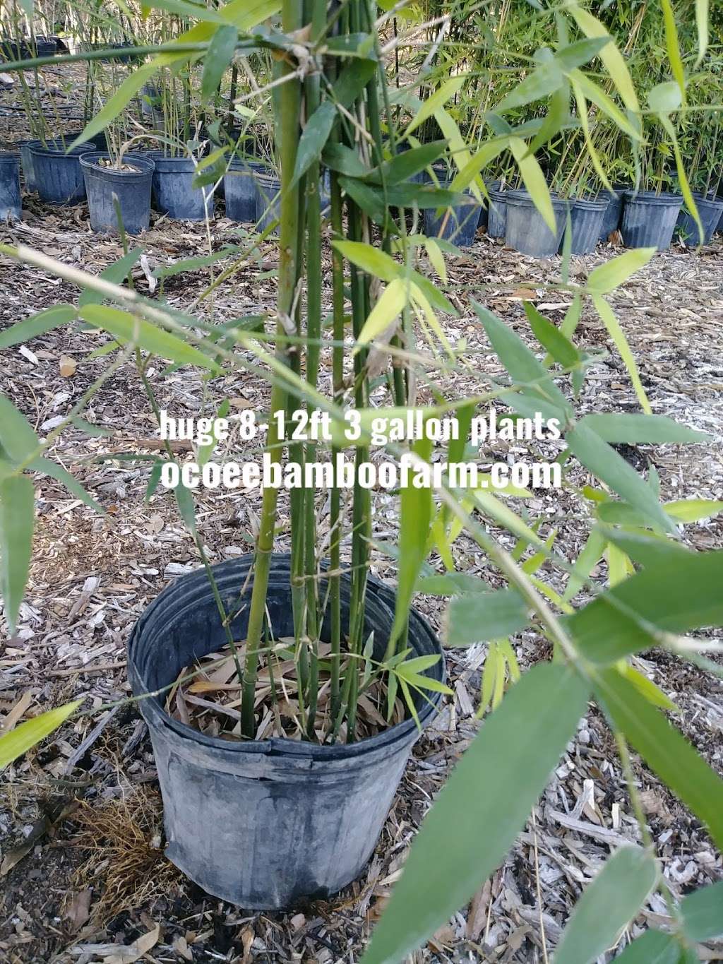 Ocoee bamboo Farm | 815 Pine St, Ocoee, FL 34761, USA | Phone: (407) 777-4807