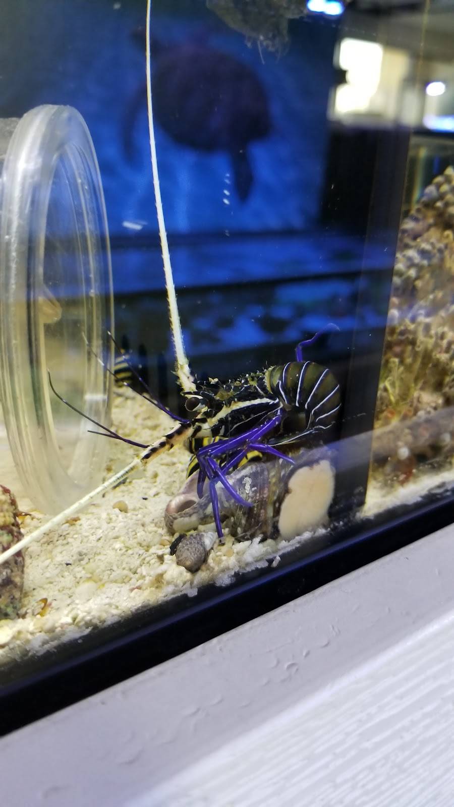 Pet World:Tropical Fish | 891 Harriman Pl, San Bernardino, CA 92408 | Phone: (909) 884-3337