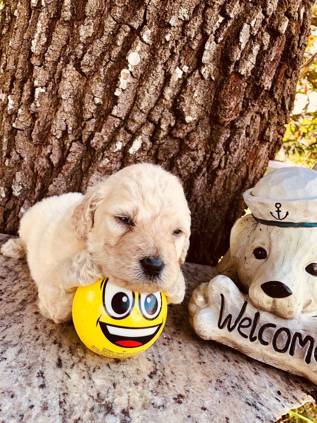 Goldendoodle By Aggie | S Wind, Kissimmee, FL 34746 | Phone: (407) 655-6285