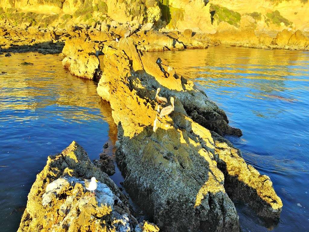 Tide Pools | 3712 Ocean Blvd, Corona Del Mar, CA 92625, USA