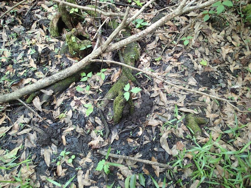 Black Water Camp | Wekiva River Rd, Sorrento, FL 32776, USA