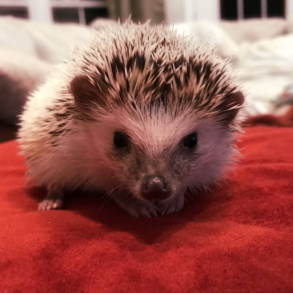 Daves Domestic Hedgehogs | 1622 Worth St, Hillsborough, NC 27278, USA | Phone: (919) 886-0009