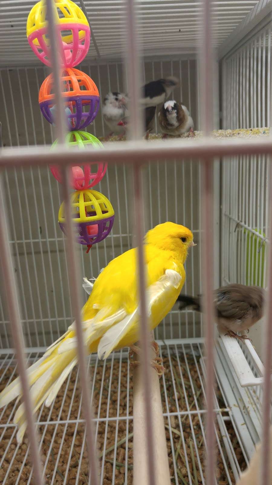 Pet Supplies Plus | 7236 Fishers Crossing Dr, Fishers, IN 46038, USA | Phone: (317) 845-0325 Pet Supplies Plus | 7236 Fishers Crossing Dr, Fishers, IN 46038, USA | Phone: (317) 845-0325