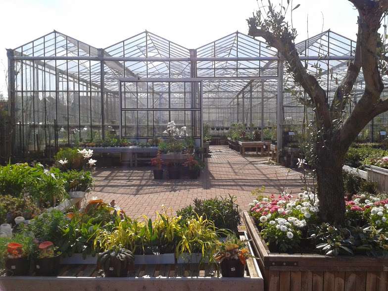 Bengeo Nursery | Bengeo Garden Centre, Sacombe Rd, Hertford SG14 3HG, UK | Phone: 01992 534624