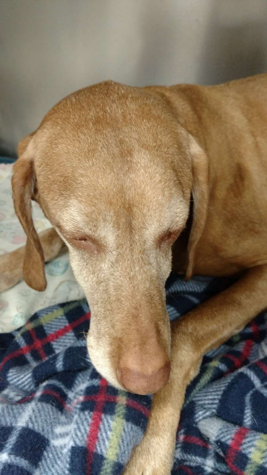 Northern Rhode Island Animal Hospital | 152 School St, Forestdale, RI 02824, USA | Phone: (401) 762-2400