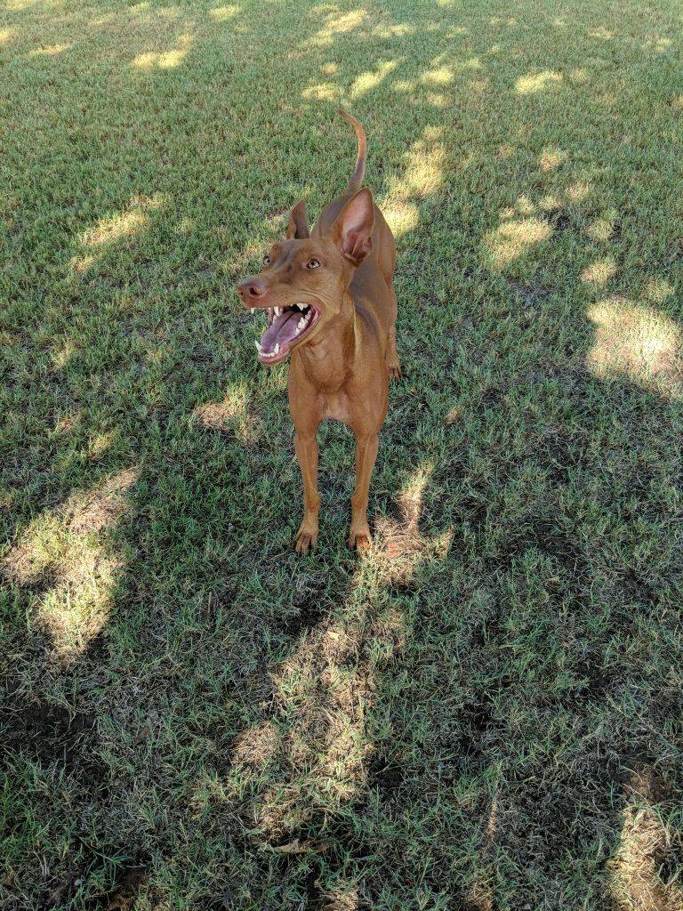 Euless Dog Park | 40621944, Euless, TX 76039