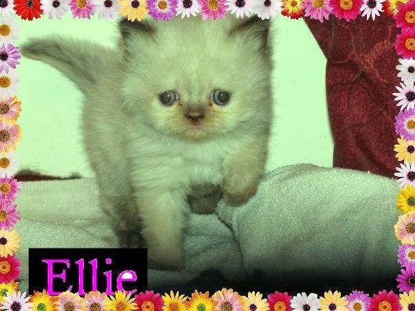 KocaKola Persian Kittens | 317 Locust Pass, Ocala, FL 34472, USA | Phone: (352) 239-3404