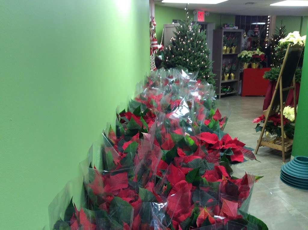 Gallo Christmas Trees | 1909 Flatbush Ave, Brooklyn, NY 11210, USA | Phone: (718) 377-1046