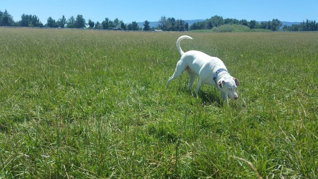 Off Leash Dog Park | 2398 Coleman Dr, Reno, NV 89503, USA | Phone: (775) 328-2000