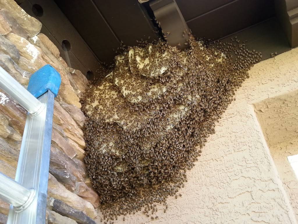 The Beehive Bee and Wasp Removal | 5144 E Aire Libre Ave, Scottsdale, AZ 85254, USA | Phone: (602) 600-5382