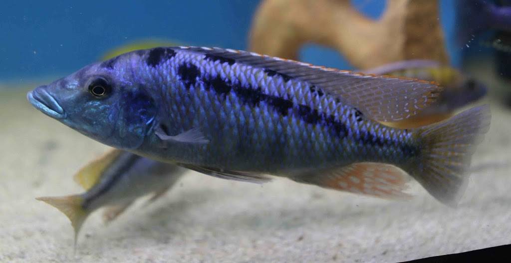 Vegas Valley Cichlids | 5381 Lindero Pl, Las Vegas, NV 89119, USA | Phone: (702) 420-8903